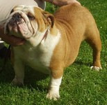 boatswain-caroline-of-liatris-bulls