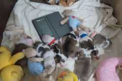 cuccioli-thelma