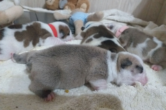 cuccioli-thelma2