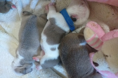 cuccioli-thelma4