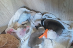 cuccioli-thelma5