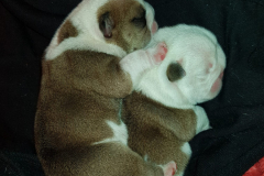 cuccioli-rich-viola
