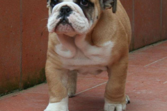 renato2
