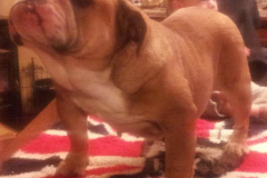 molly