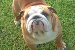 sandow