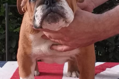 gregorio2