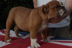 gregorio3