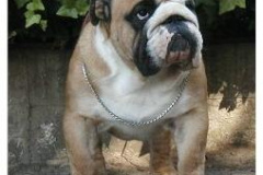 ch-britishpride-elvis-padre-sweet-mafy